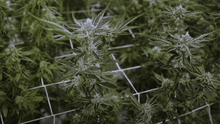 cannabis flowering: week 6