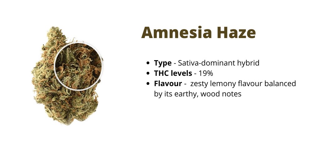amnesia haze strain 