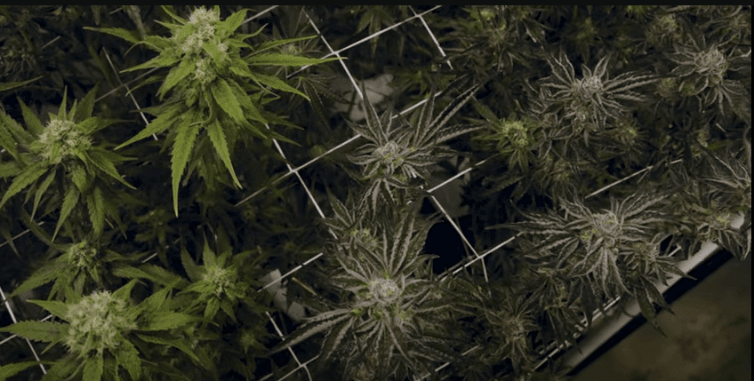 cannabis flowering: week 7