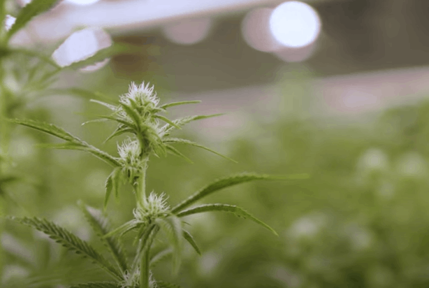 cannabis flowering: week 4
