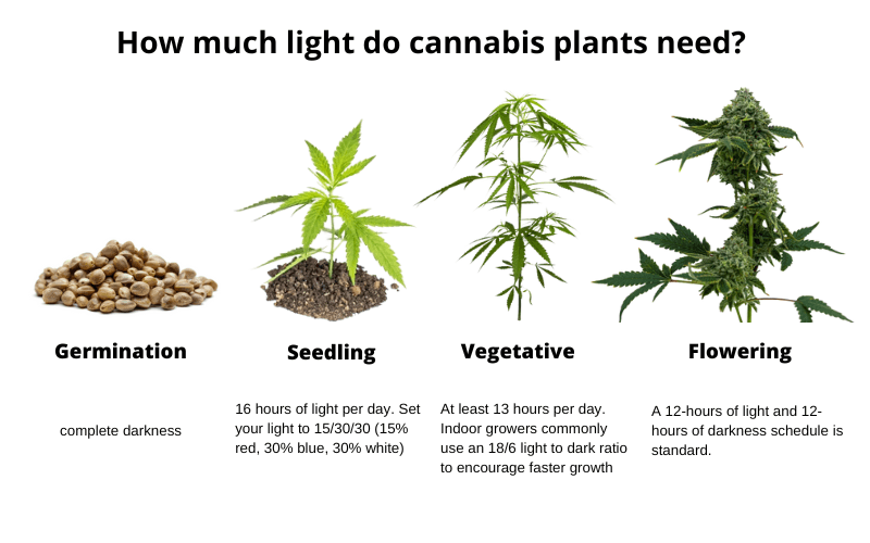 how much light cannabis needs at different stages of growth