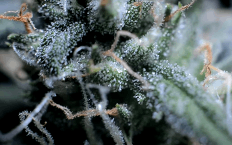 how to increase trichomes