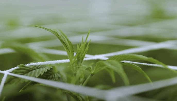 cannabis flowering: week 2