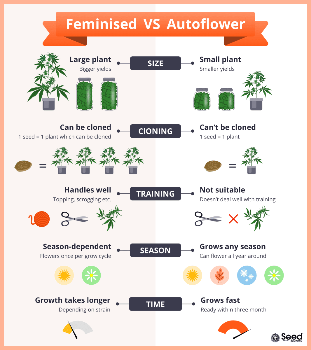 feminized vs autoflowering