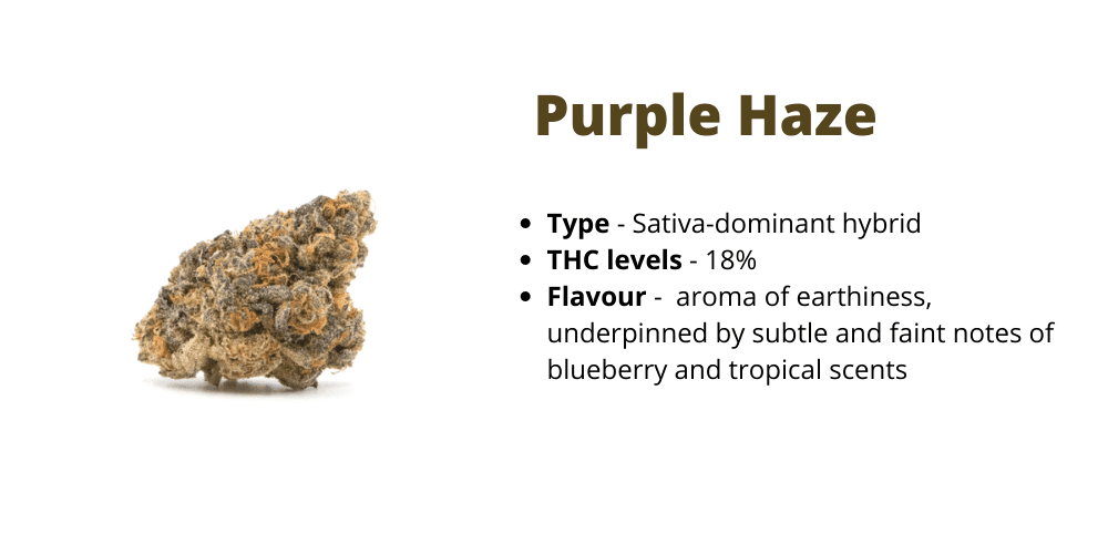 purple haze strain