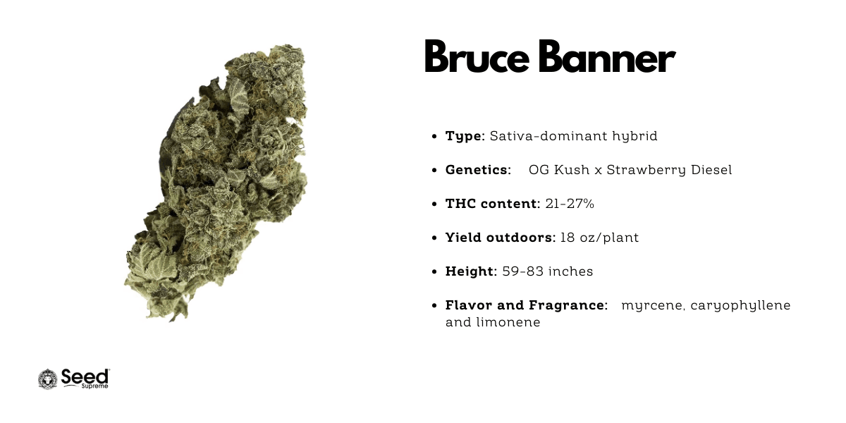 Bruce Banner cannabis strain