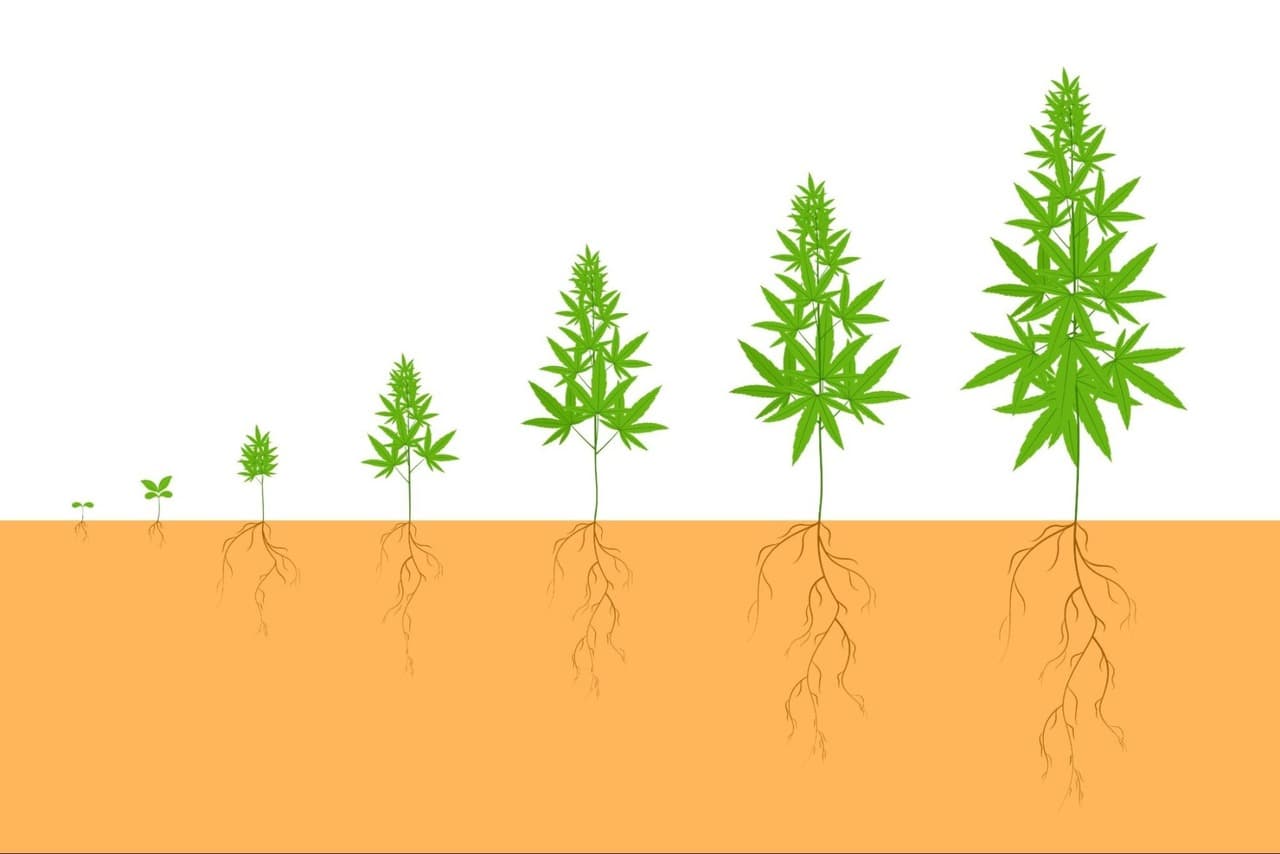 how tall does a weed plant grow
