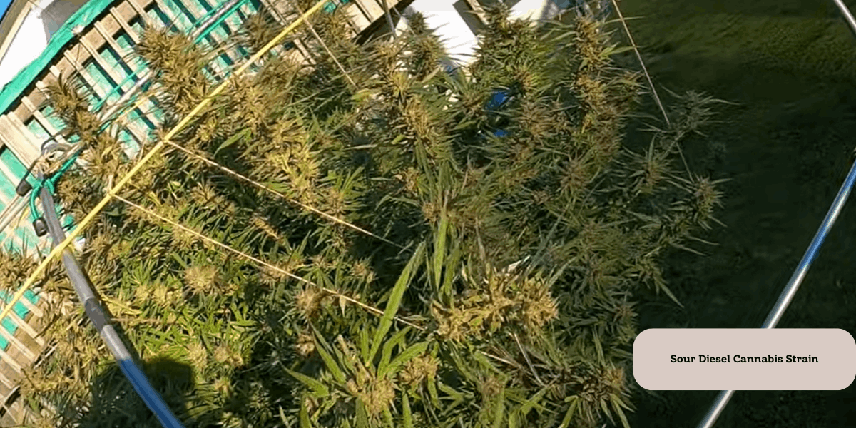 sour diesel strain grown outdoor, in a warm climate