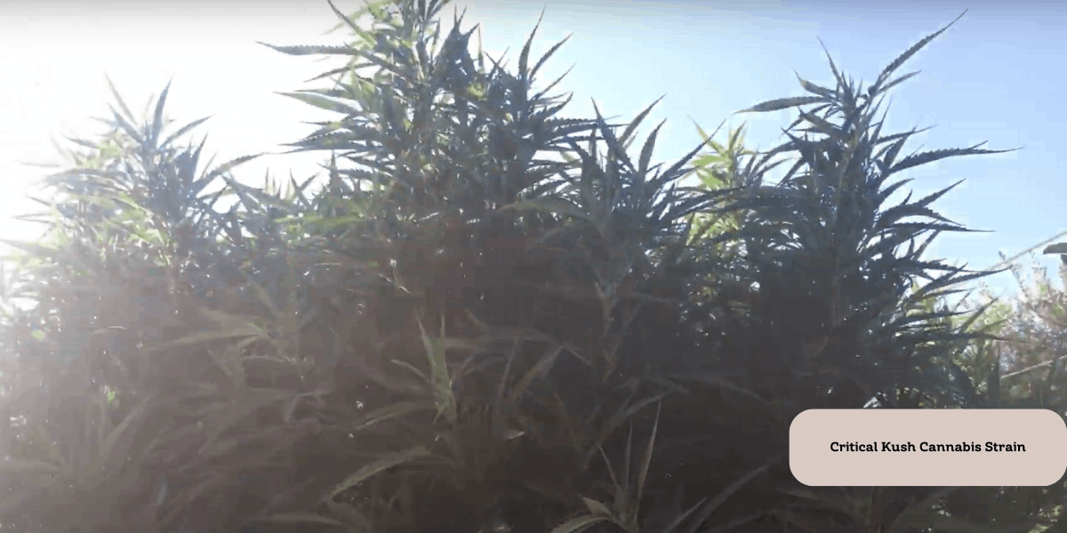 Best strains for outdoor growing - Critical Kush