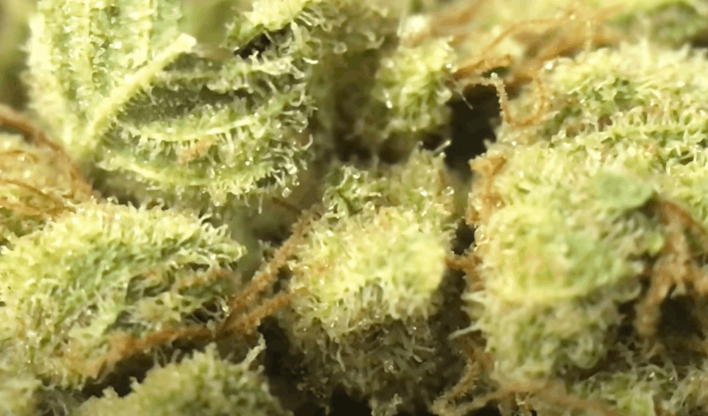 Chemdawg strain zoomed in