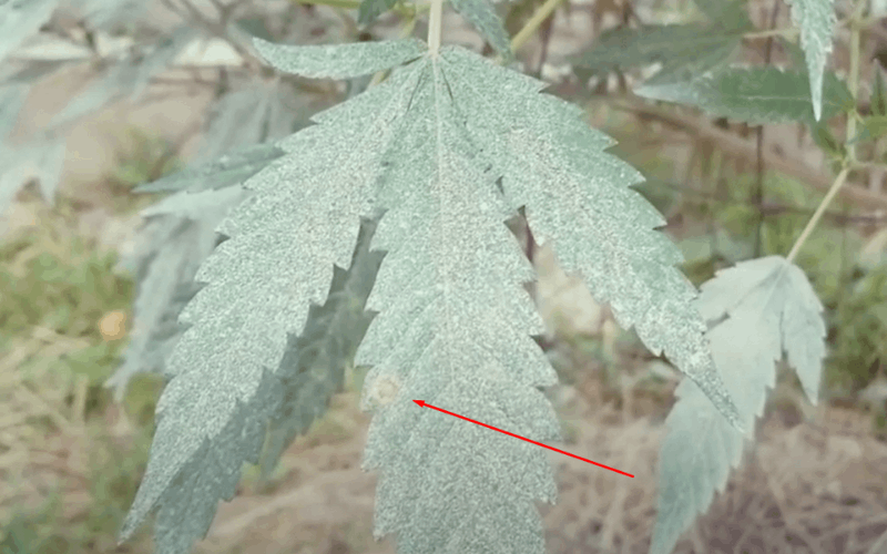 early symptoms of cannabis leaf septoria