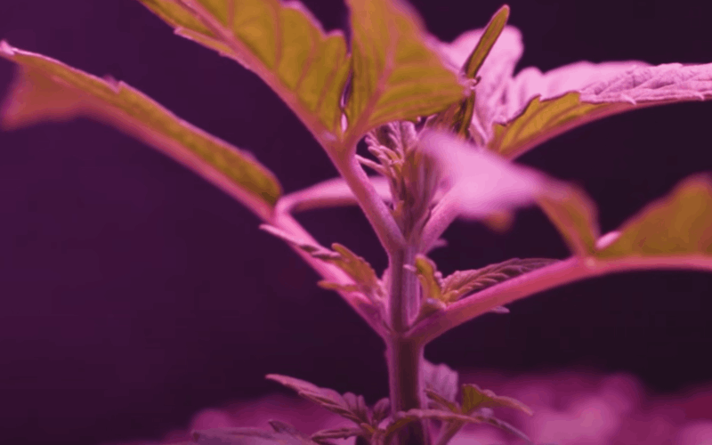 constant light during vegging allows to fasten cannabis flowering