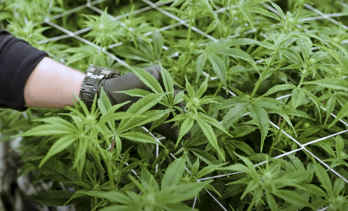 cannabis flowering: week 3