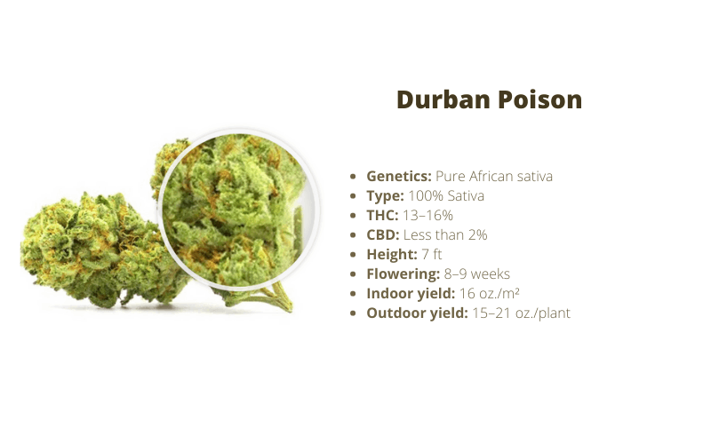 Durban Poison strain for energy