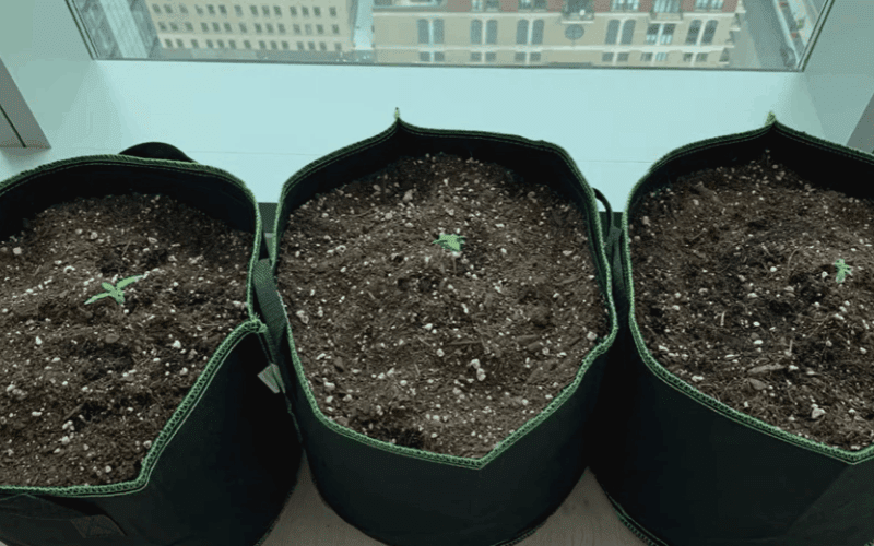growing cannabis on a windowsill