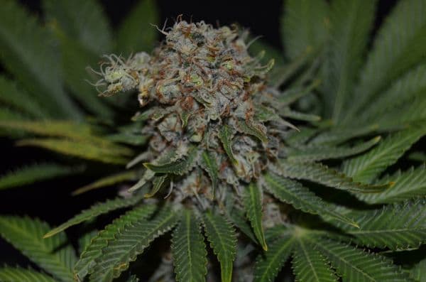 bud rot or grey mold on cannabis: a typical fungal infection