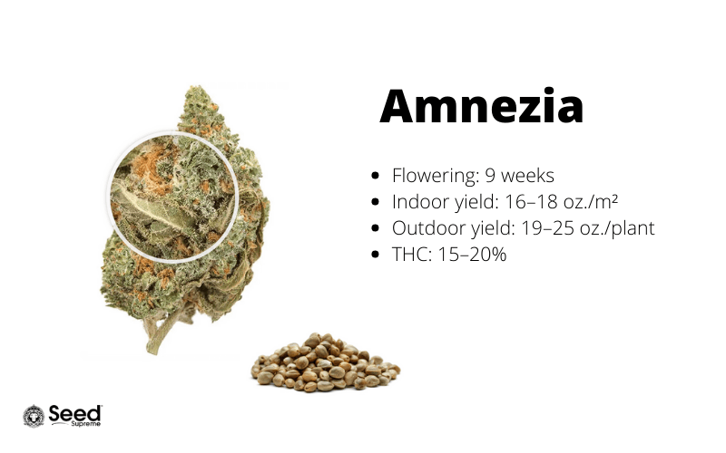 Amnesia feminized cannabis seeds