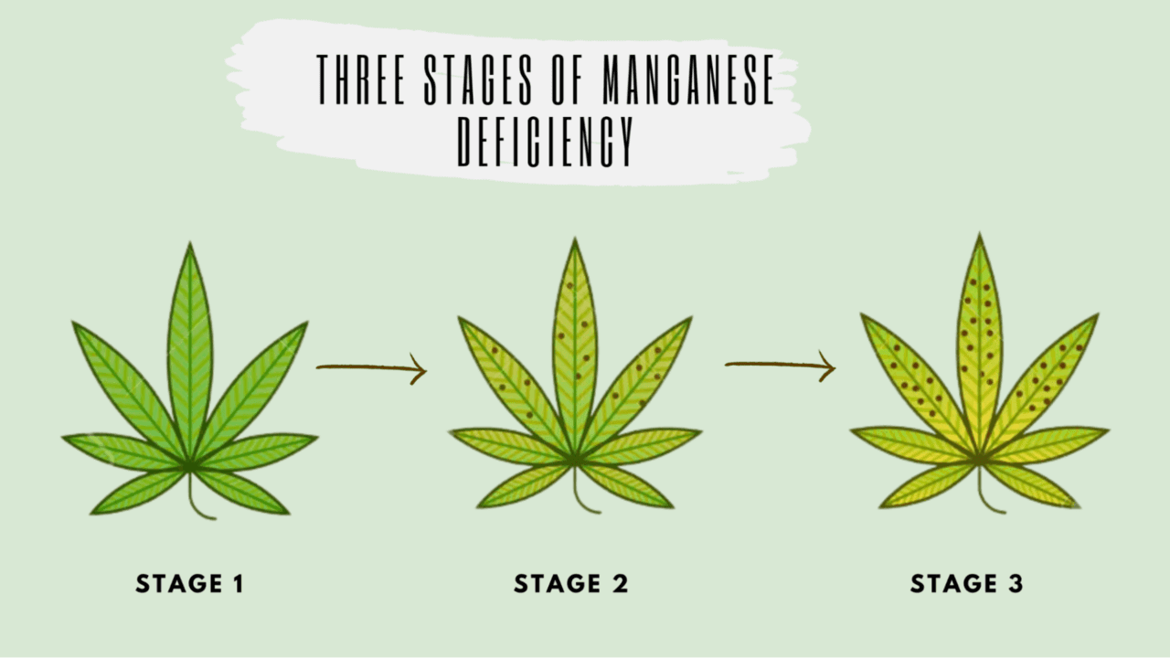 the stages of cannabis manganese deficiency