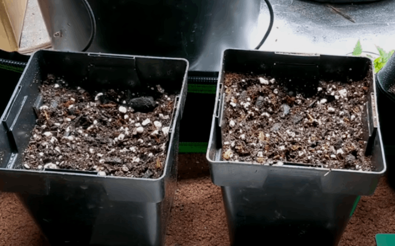 planting autoflowering seeds in a pot