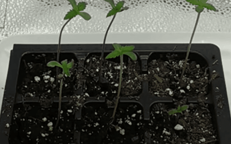 stretched seedlings