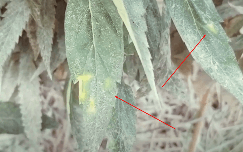 yellow spots on cannabis leaves