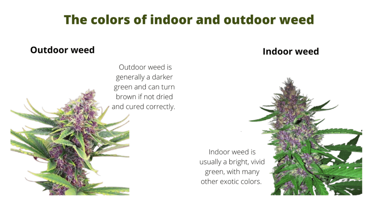 the colors of indoor and outdoor weed