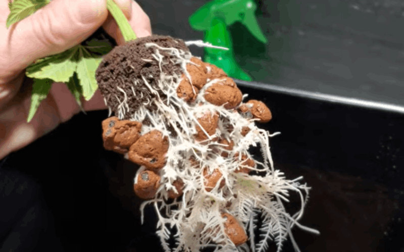 beneficial fungi help produce bigger plants