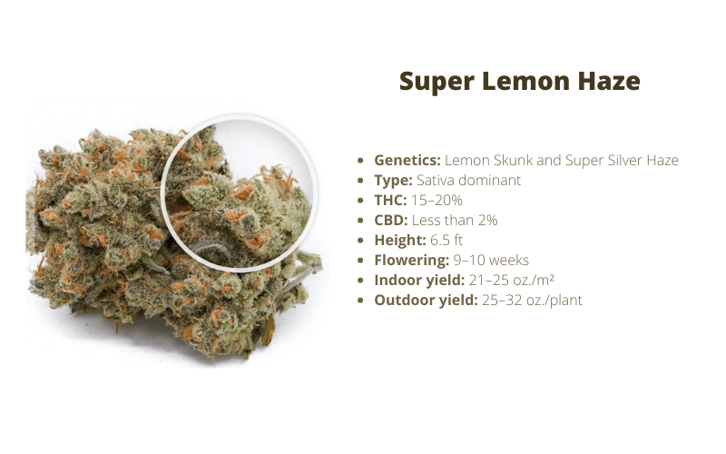 Super Lemon Haze strain for energ