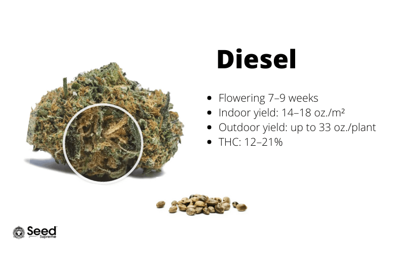 Diesel feminized cannabis seeds