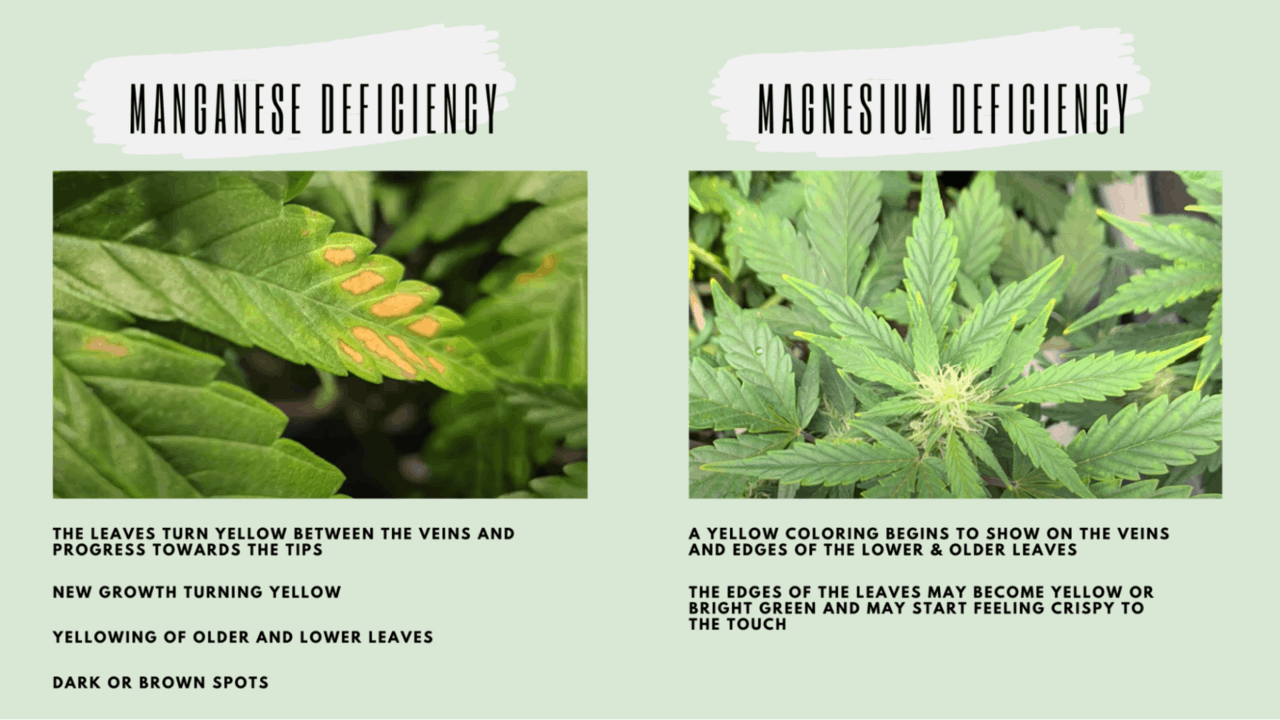 manganese and magnesium deficiencies: comparison of yellow leaves