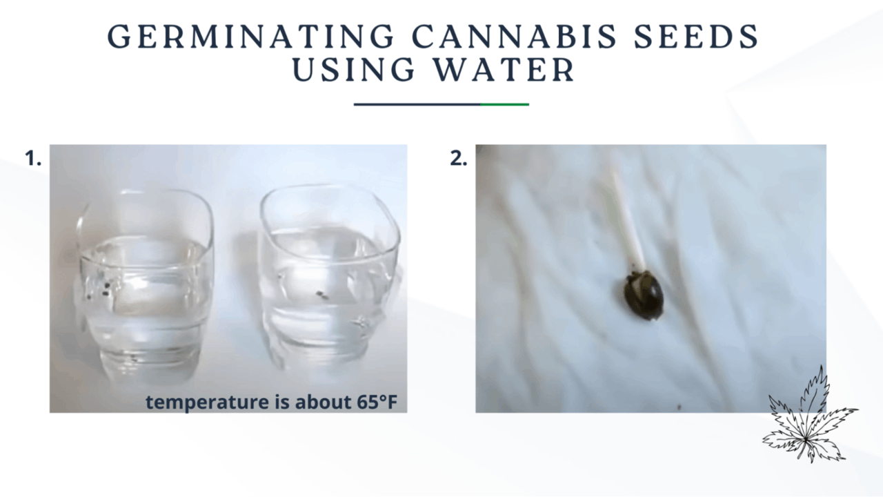 germinating cannabis seeds using water