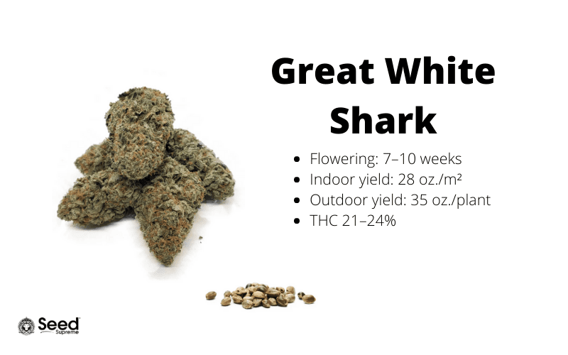 Great White Shark feminized cannabis seeds
