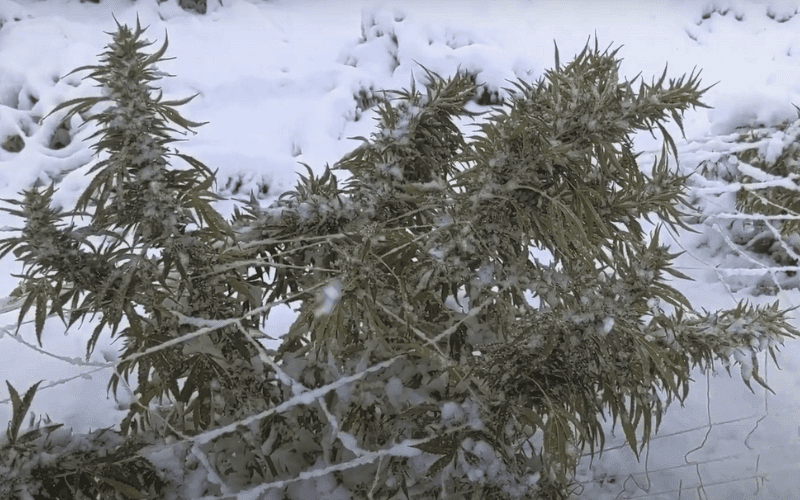 winter cannabis strains”