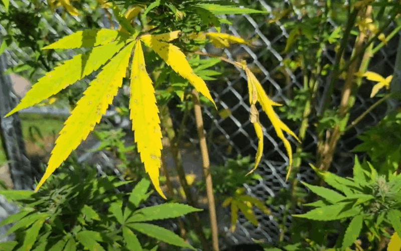 brown spots on cannabis leaf: septoria