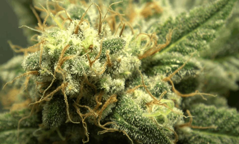 late stage of flowering: buds are ready to harvest