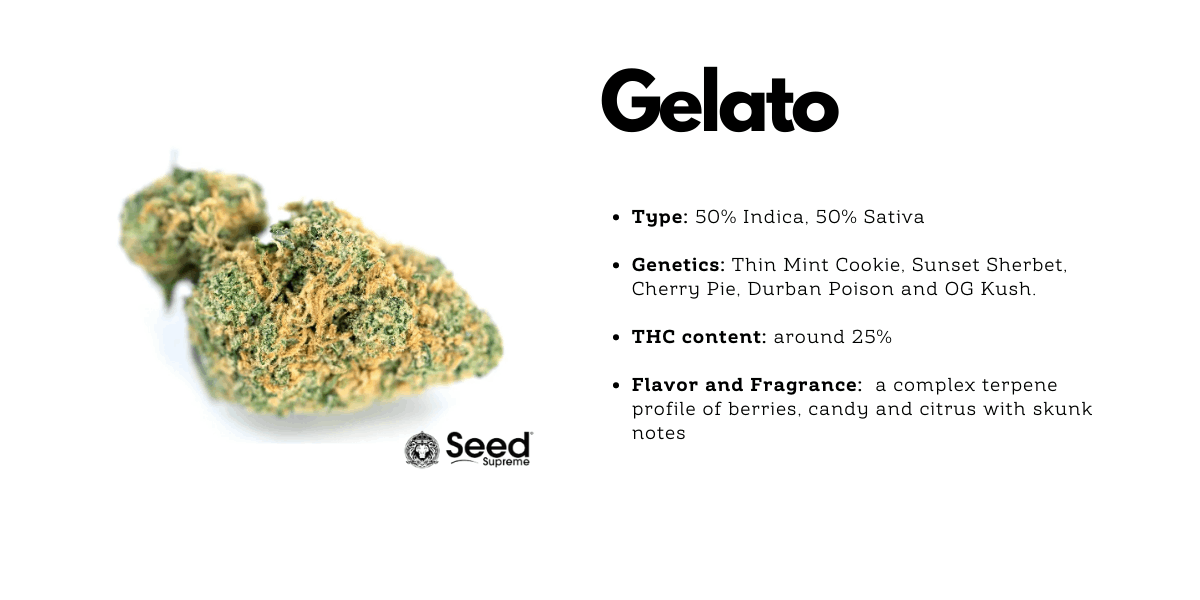Gelato cannabis hybrid strain for 2022