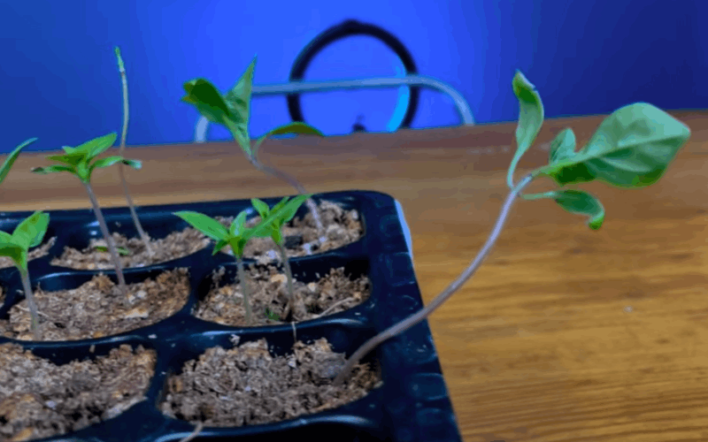 leggy cannabis seedlings