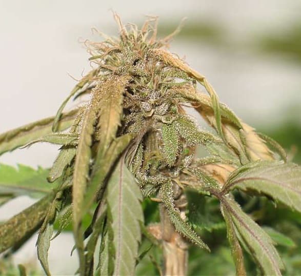 a cannabis plant affected from a disease and dying