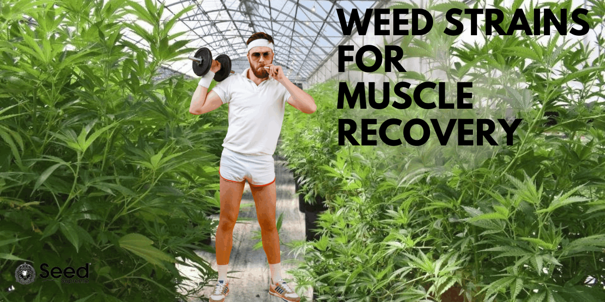 weed and post-workout muscule recovery