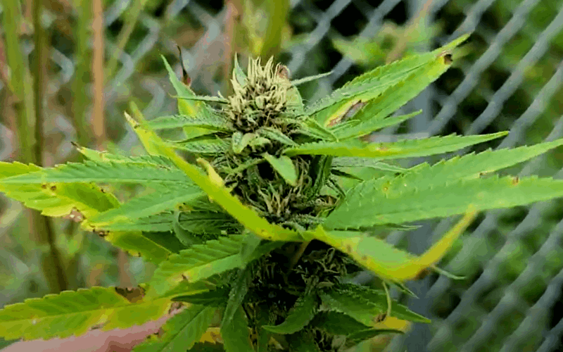 cannabis leaf disease