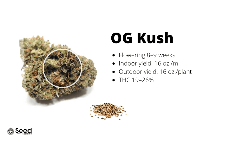 OG Kush feminized cannabis seeds