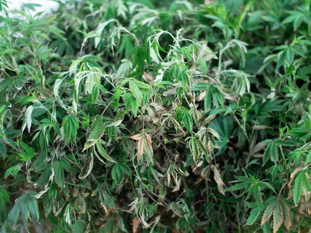 Verticillium wilt on cannabis: fungal infection