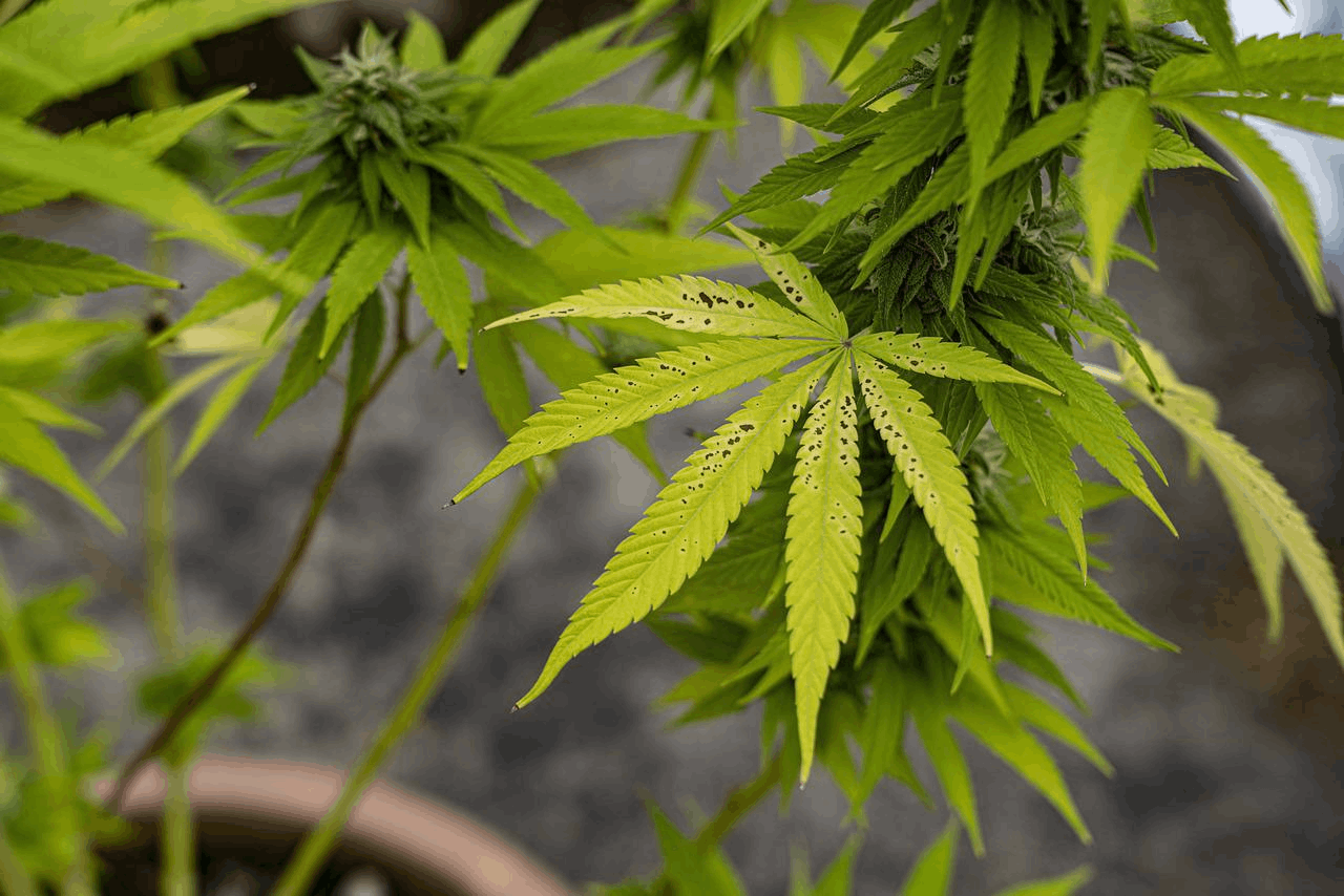 yellow leaves with brown spots can be a sign of cannabis manganese deficiency