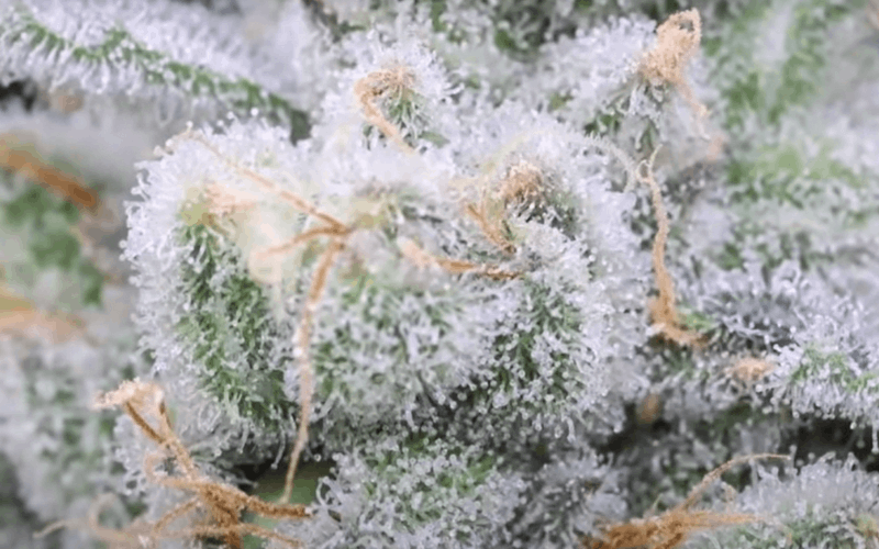 an image of big trichomes on weed