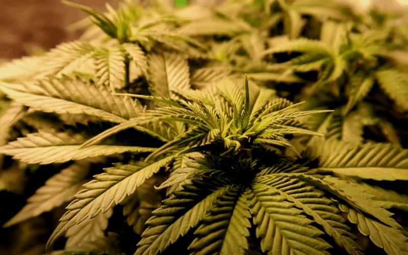 flowering stage of cannabis: transition stage (week 1-3)