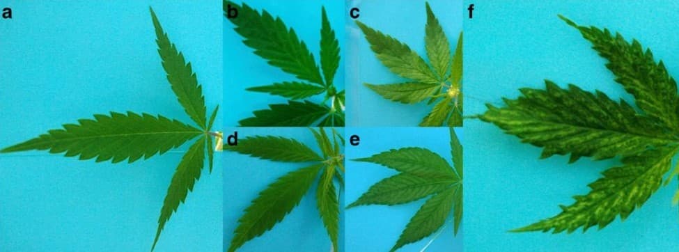 stages of Cannabis cryptic virus on cannabis