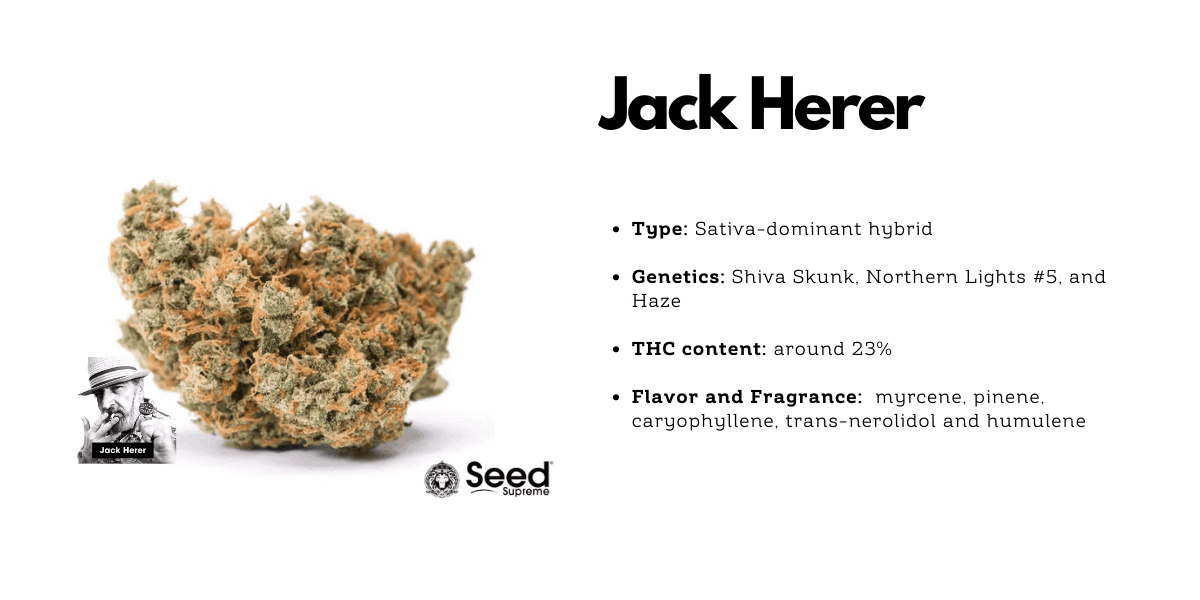 Jack Herer cannabis hybrid strain