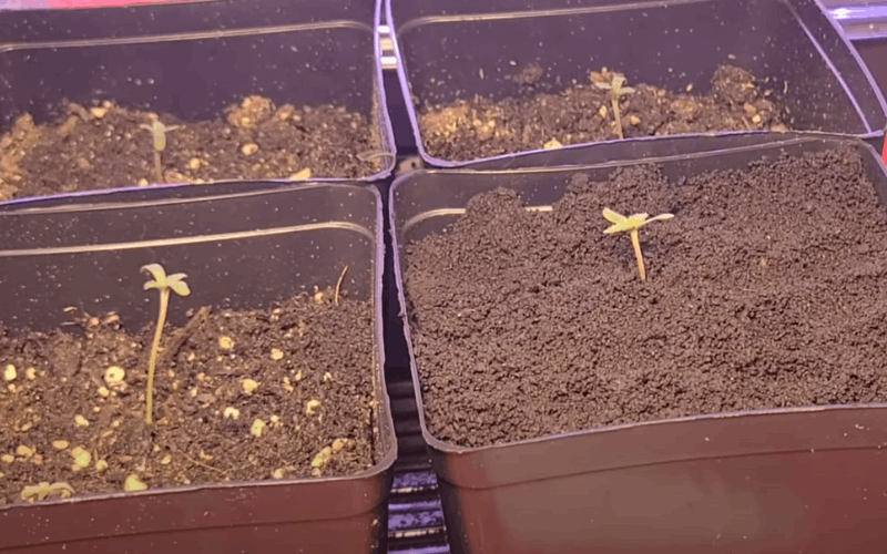 How to fix cannabis seedlings stretching