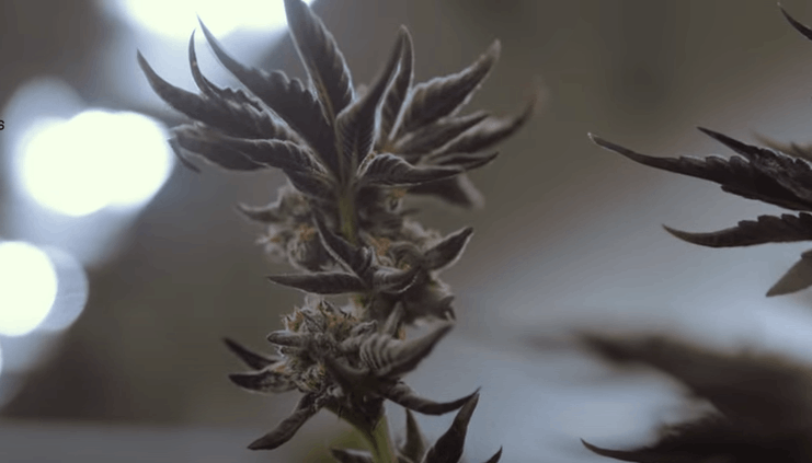 cannabis flowering: week 8