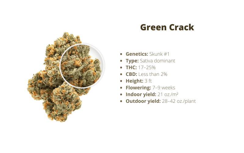 Green Crack strain for energy
